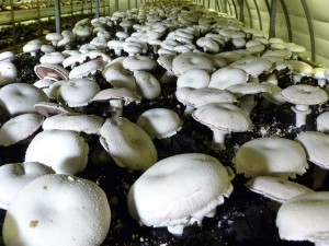 Flat Mushrooms