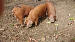 Eating the vegetables